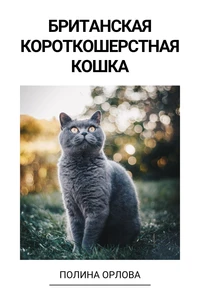 Британская короткошерстная кошка