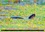CALVENDO Nature  Pointe de Grave - Faune des marais(Premium, hochwertiger DIN A2 Wandkalender 2020, Kunstdruck in Hochglanz). Un petit aperçu de la faune des marais de la Pointe de Grave (Calendrier mensuel, 14 Pages )