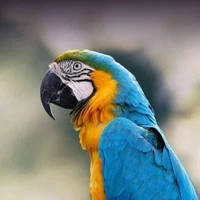 Macaws - Breeding &amp; Care Guide