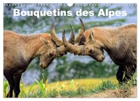 Bouquetins des Alpes (Calendrier mural 2026 DIN A3 vertical), CALVENDO calendrier mensuel