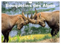 Bouquetins des Alpes (Calendrier mural 2026 DIN A4 vertical), CALVENDO calendrier mensuel