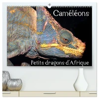 Caméléons - Petits dragons d'Afrique.  (Calendrier mural 2026 DIN A2 vertical) calendrier de bureau