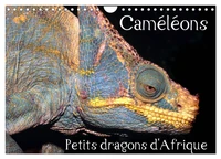 Caméléons - Petits dragons d'Afrique. (Calendrier mural 2026 DIN A4 vertical), CALVENDO calendrier mensuel