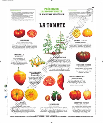  Deyrolle pour l'avenir - La tomate - Poster 50x60.