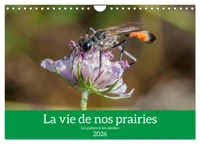 La vie de nos prairies - Les guêpes et les abeilles (Calendrier mural 2026 DIN A4 vertical), CALVENDO calendrier mensuel