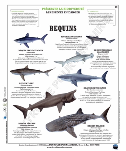  Deyrolle pour l'avenir - Les requins - Poster 50x60.