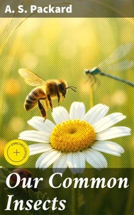 Our Common Insects