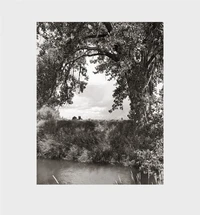 Robert Adams cottonwoods