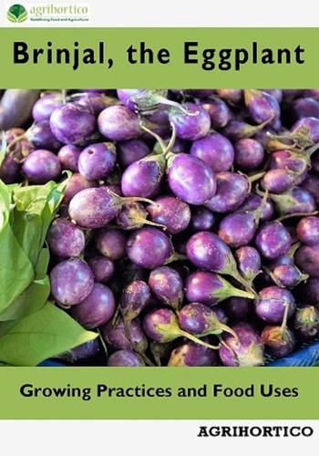  Agrihortico - Brinjals: Growing Practices and Food Uses.