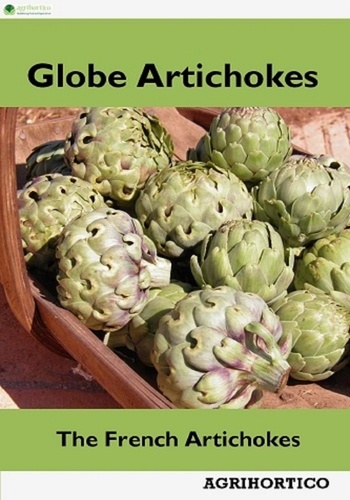  Agrihortico - Globe Artichokes: The French Artichokes.