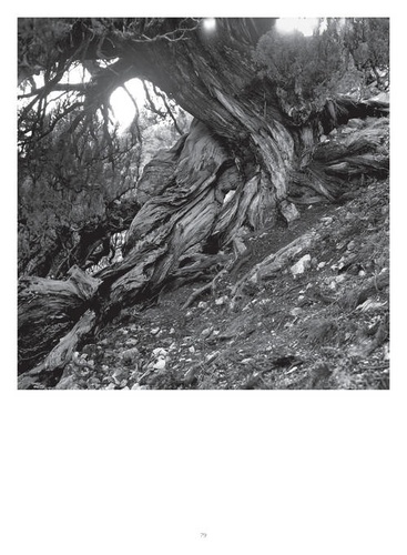Genévriers thurifères (juniperus thurifera)