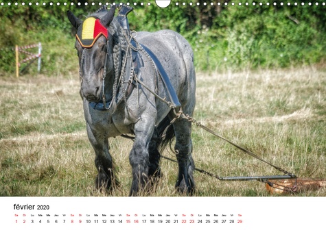 CALVENDO Mode de vie  Le cheval de trait au travail (Calendrier mural 2020 DIN A3 horizontal). Exemples d'utilisation du cheval de trait (Calendrier mensuel, 14 Pages )
