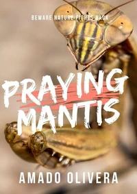 Praying Mantis