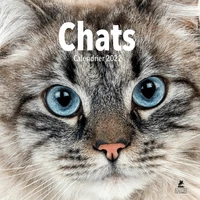 Calendrier Chats
