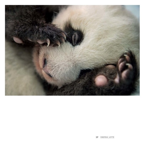 Panda love. Dans l'intimité des pandas