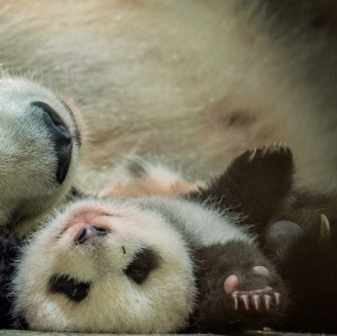 Panda love. Dans l'intimité des pandas