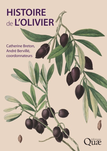 Histoire de l'olivier. L'arbre des temps