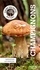 Le petit guide Hachette des champignons