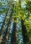 CALVENDO Nature  Géants verts de la forêt (Calendrier mural 2020 DIN A3 vertical). Arbres anciens et forêt tropicale de la côte nord-ouest américaine (Calendrier mensuel, 14 Pages )