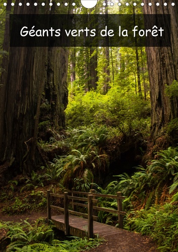 CALVENDO Nature  Géants verts de la forêt (Calendrier mural 2020 DIN A4 vertical). Arbres anciens et forêt tropicale de la côte nord-ouest américaine (Calendrier mensuel, 14 Pages )