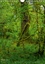 CALVENDO Nature  Géants verts de la forêt (Calendrier mural 2020 DIN A4 vertical). Arbres anciens et forêt tropicale de la côte nord-ouest américaine (Calendrier mensuel, 14 Pages )