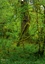 CALVENDO Nature  Géants verts de la forêt(Premium, hochwertiger DIN A2 Wandkalender 2020, Kunstdruck in Hochglanz). Arbres anciens et forêt tropicale de la côte nord-ouest américaine (Calendrier mensuel, 14 Pages )