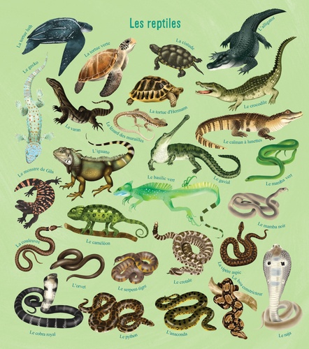 Mon beau livre de la nature. A la découverte des félins et des reptiles… Dessine, colorie et colle des autocollants !