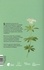 Flore écologique de Belgique suivant la classification APG IV. (Ptéridophytes et Spermatophytes) 2e édition