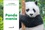 Calendrier 52 semaines panda mania - Occasion