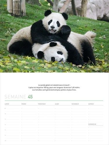 Calendrier 52 semaines panda mania - Occasion