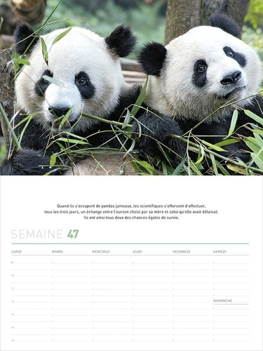 Calendrier 52 semaines panda mania