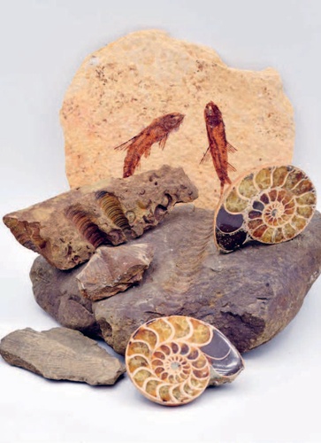Les fossiles. Les trouver, les identifier, les collectionner