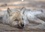CALVENDO Animaux  Les p'tits loups gris (Calendrier mural 2020 DIN A3 horizontal). Petit loup deviendra grand ... (Calendrier mensuel, 14 Pages )