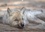 CALVENDO Animaux  Les p'tits loups gris(Premium, hochwertiger DIN A2 Wandkalender 2020, Kunstdruck in Hochglanz). Petit loup deviendra grand ... (Calendrier mensuel, 14 Pages )