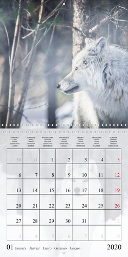 CALVENDO Animaux  Loups et louveteaux du Canada (Calendrier mural 2020 300 × 300 mm Square). Louveteaux, louvard et loups vous accompagneront toute l'année ! (Calendrier mensuel, 14 Pages )