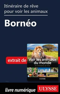Itinéraire de rêre pour voir les animaux - Bornéo