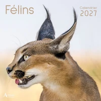 Félins