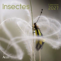 Insectes