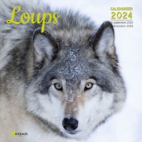  Artémis - Loups - Calendrier de septembre 2023 à décembre 2024.