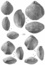 Strata N° 49/2014 Les brachiopodes jurassiques (Terebratulidina). Principaux genres et leur évolution, les espèces, extensions verticales et répartition géographique