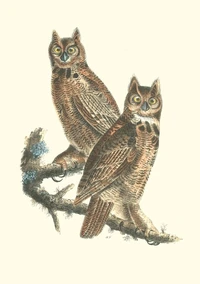 Carnet Oiseaux d’Amérique