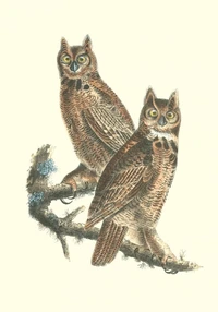 Carnet - Oiseaux d’Amérique