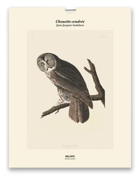 Chouette cendrée, Les oiseaux d'Amérique (1827-1838)