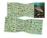 Découverte de la vie sous-marine Atlantique