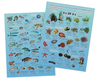 Guide de découverte de la vie sous-marine en Méditerranée