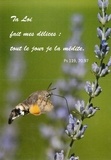  Anonyme - Carte Postale Papillon butinant sur une fleur - à l'unité - Ta Loi fait mes délices : tout le jour je la médite.