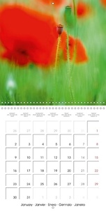 Pigments (Calendrier mural 2017 300 × 300 mm Square). Macro de fleurs (Calendrier mensuel, 14 Pages )