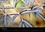 Patrice Thébault - Jardins de Giverny (Calendrier mural 2017 DIN A3 horizontal) - Palette de plantes qui composent les jardins de Giverny (Calendrier mensuel, 14 Pages ).
