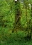 Angelika Metzke - Géants verts de la forêt (Calendrier mural 2017 DIN A3 vertical) - Arbres anciens et forêt tropicale de la côte nord-ouest américaine (Calendrier mensuel, 14 Pages ).