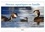 - elenarts elena Duvernay - CALVENDO Animaux  : Oiseaux aquatiques en famille (Calendrier mural 2024 DIN A4 vertical), CALVENDO calendrier mensuel - Oiseaux aquatiques avec leur progéniture au quotidien.